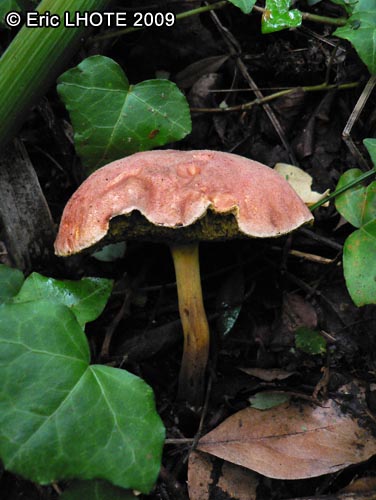 champignons-61.jpg