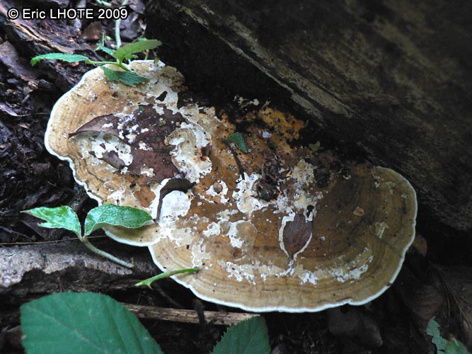 champignons-62.jpg