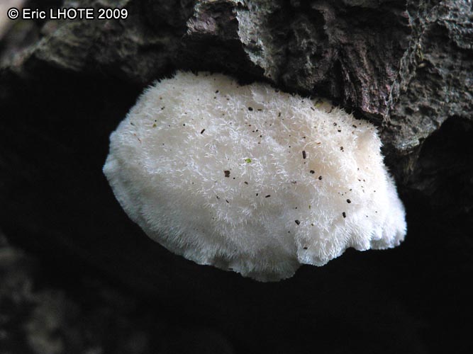 champignons-63.jpg