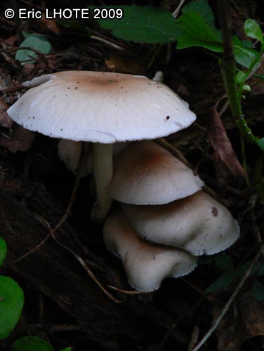 champignons-65.jpg