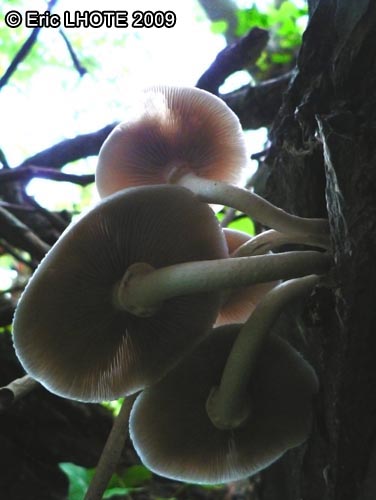 champignons-67.jpg