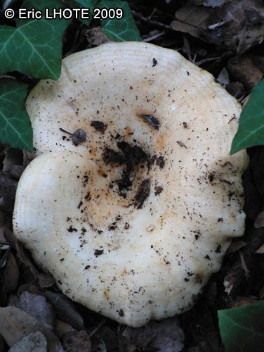 champignons-68.jpg