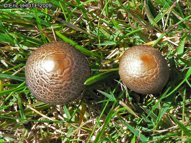 champignons-70.jpg