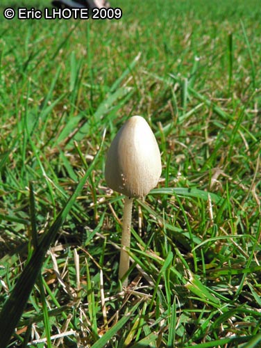 champignons-71.jpg