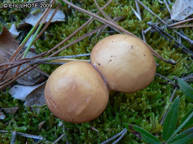 champignons-72.jpg