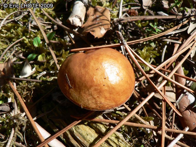 champignons-73.jpg