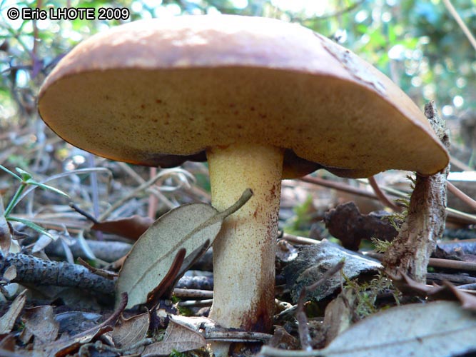 champignons-74.jpg