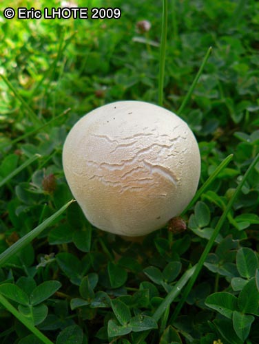 champignons-76.jpg