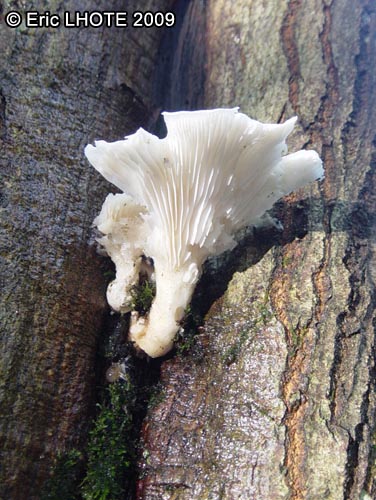 champignons-8.jpg