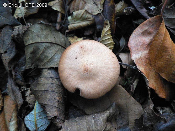 champignons-86.jpg
