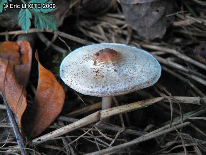 champignons-87.jpg