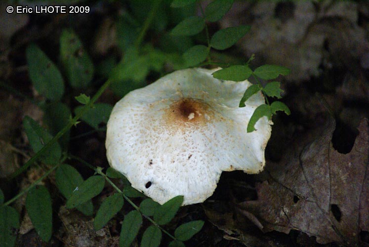 champignons-9.jpg