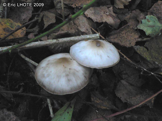 champignons-90.jpg