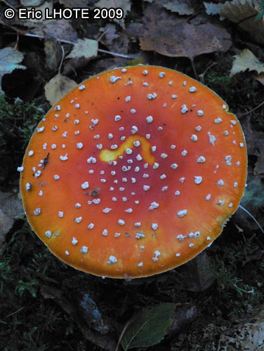 champignons-91.jpg