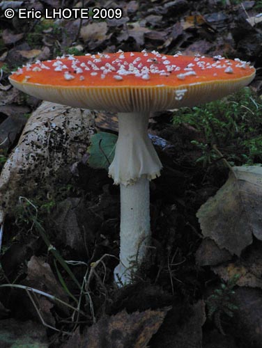 champignons-92.jpg