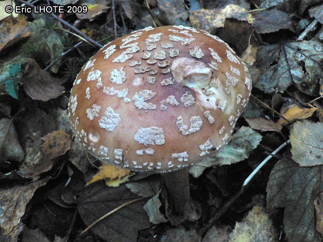 champignons-93.jpg