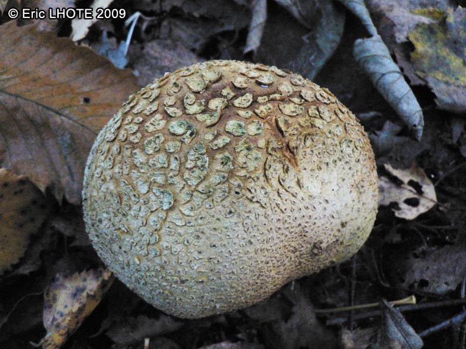 champignons-94.jpg