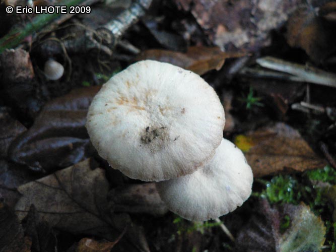 champignons-96.jpg