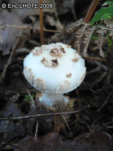 champignons-98.jpg