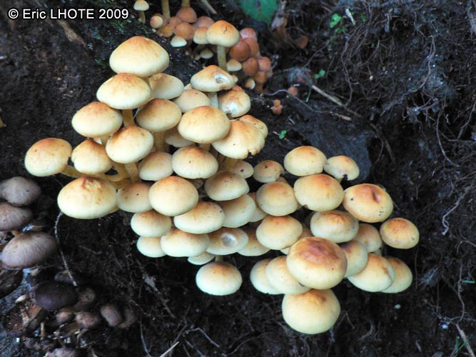 champignons-99.jpg