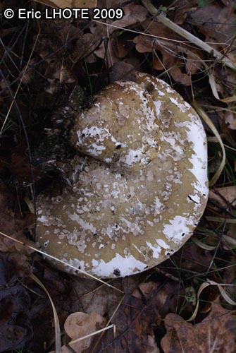 champignons.jpg