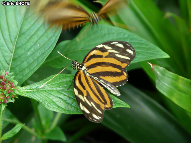 chenilles-papillons-1.jpg