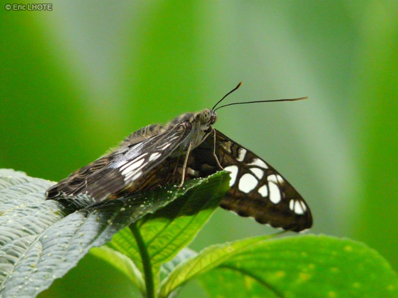 chenilles-papillons-101.jpg