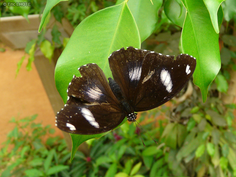 chenilles-papillons-112.jpg