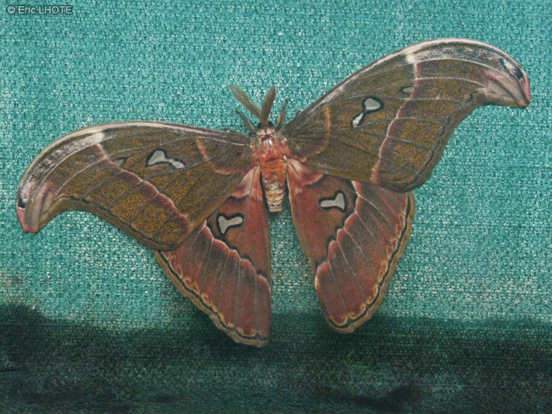 chenilles-papillons-114.jpg