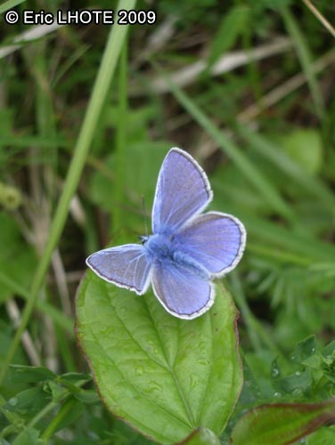 chenilles-papillons-12.jpg