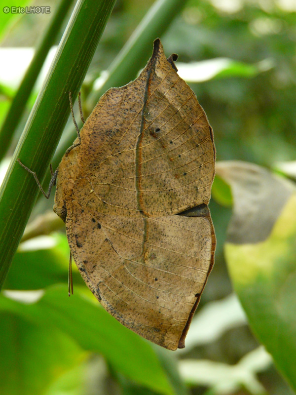 chenilles-papillons-120.jpg