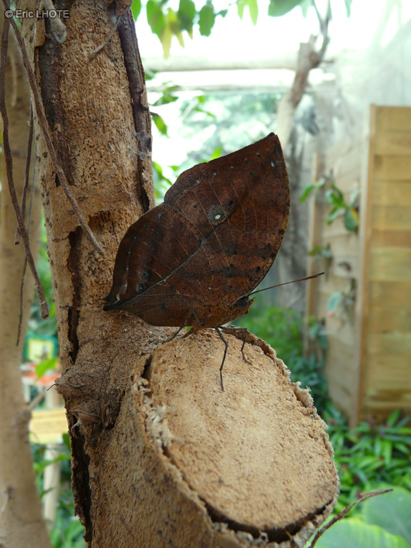 chenilles-papillons-121.jpg