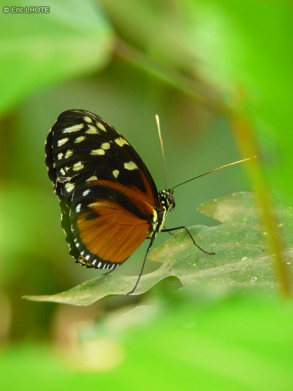 chenilles-papillons-125.jpg