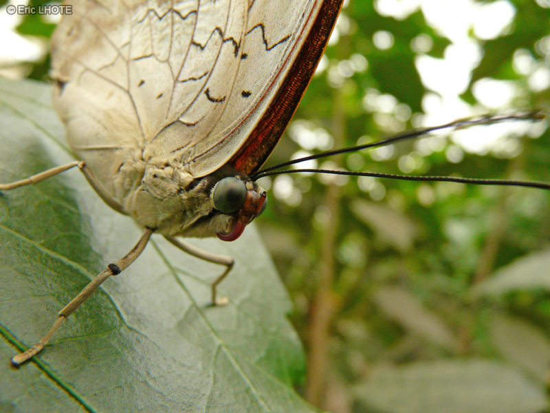 chenilles-papillons-133.jpg
