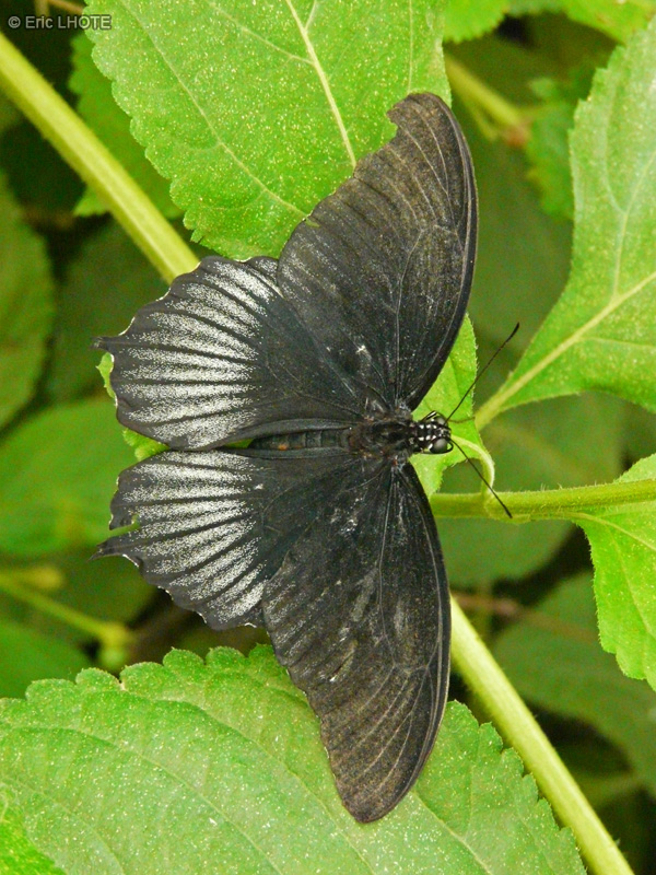 chenilles-papillons-138.jpg