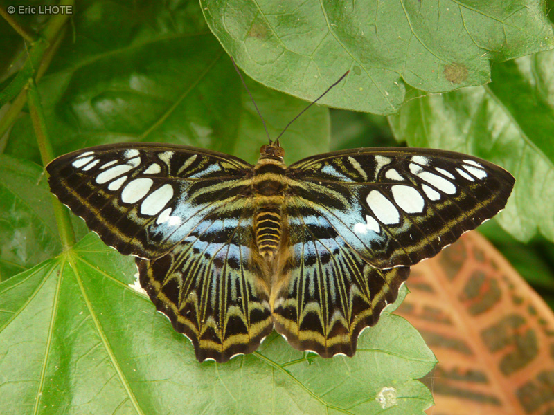 chenilles-papillons-139.jpg