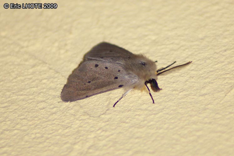 chenilles-papillons-14.jpg