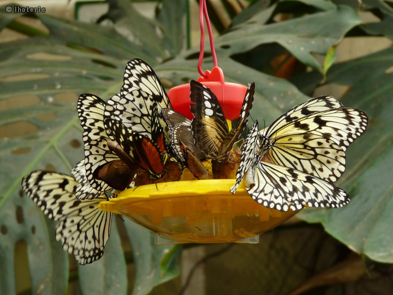 chenilles-papillons-143.jpg