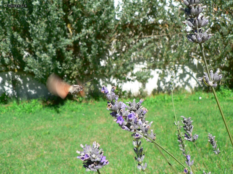 chenilles-papillons-145.jpg