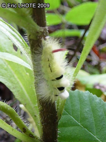 chenilles-papillons-15.jpg