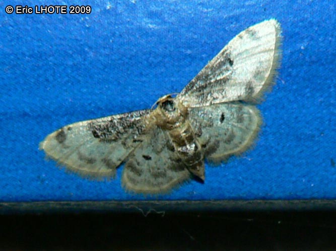 chenilles-papillons-21.jpg