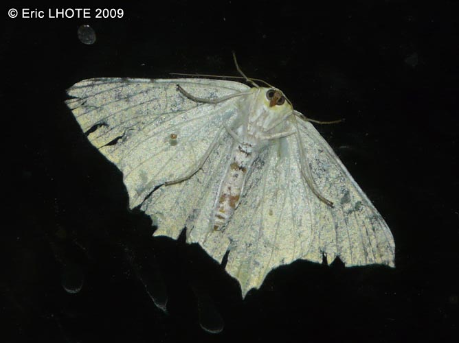 chenilles-papillons-23.jpg