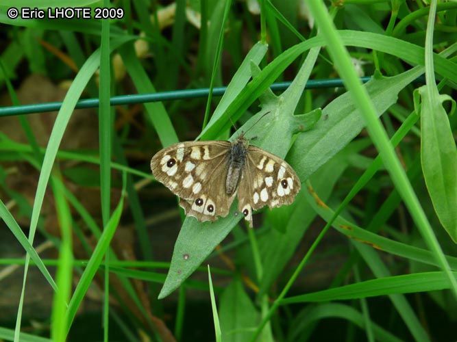 chenilles-papillons-24.jpg