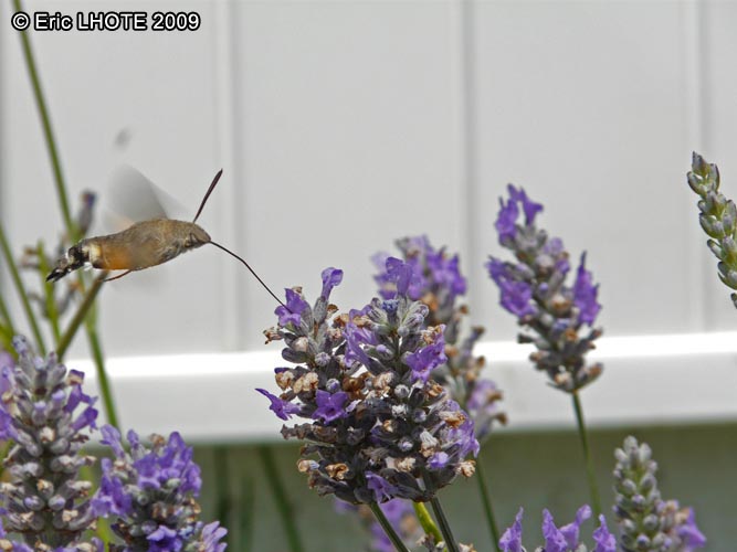 chenilles-papillons-26.jpg