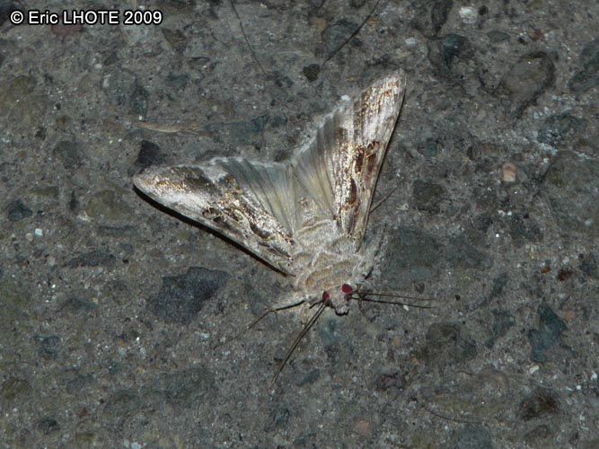 chenilles-papillons-28.jpg