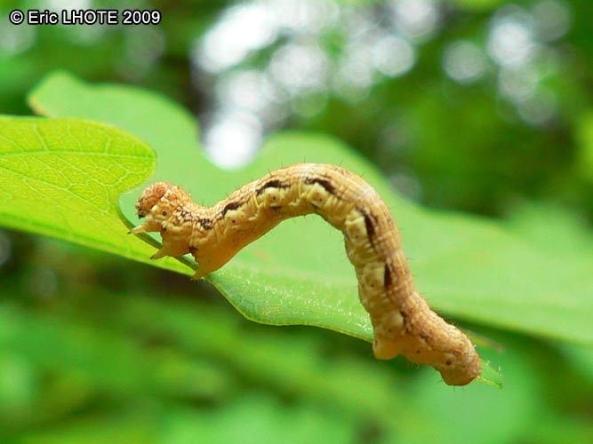 chenilles-papillons-33.jpg