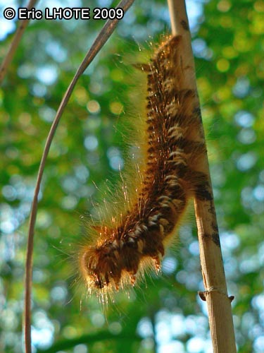 chenilles-papillons-42.jpg