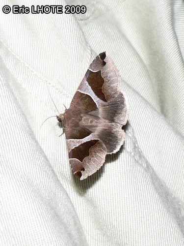 chenilles-papillons-44.jpg