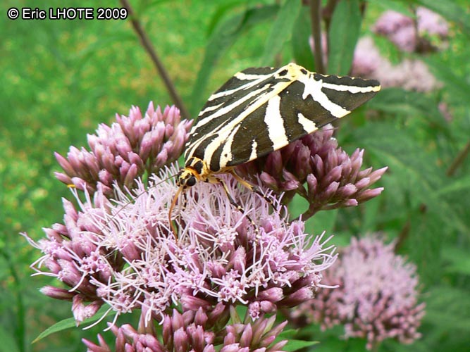 chenilles-papillons-45.jpg