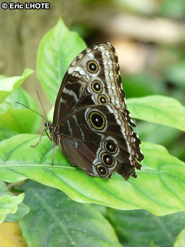 chenilles-papillons-5.jpg